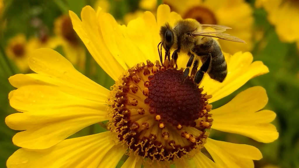 We rely on bees to pollinate our plants and food!