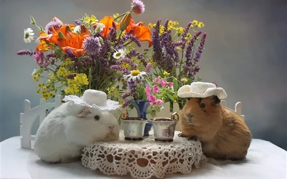 Wallpaper Two guinea pigs drink coffee, funny animal, flowers