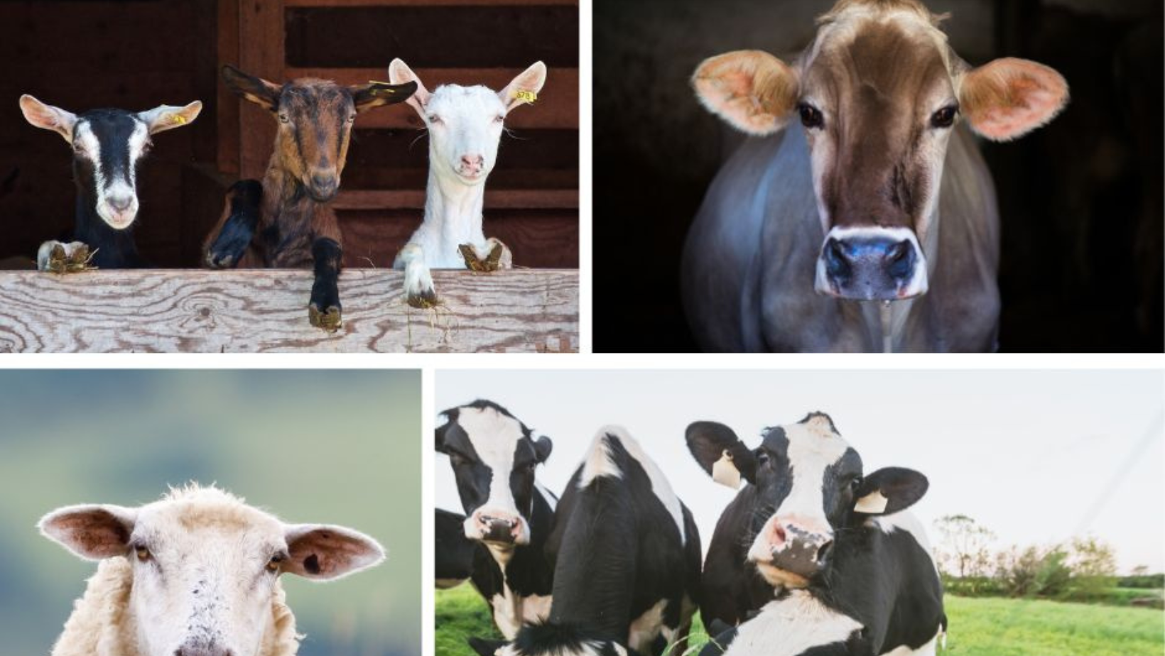 Dairy Farm Innovation & Alternative Management Grant