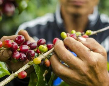 Caficultores del Bosque de Protección Alto Mayo promueven su café sostenible al mundo