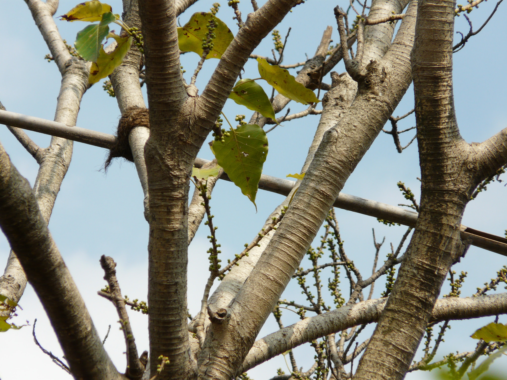 Ficus arnottiana (Miq.) Miq.