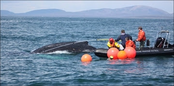 Whale Disentanglement GARFO