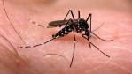 Aedes-aegypti