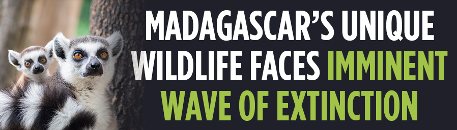 Madagascar’s unique wildlife faces imminent wave of extinction