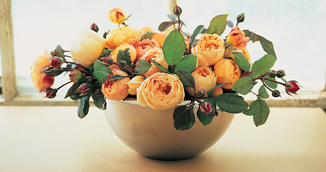 TIPS FOR KEEPING CUT GARDEN ROSES FRESH DAE_Rose_Jude_Lady_Emma_bowl