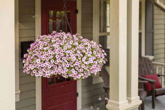 Hanging basket with blooming flower