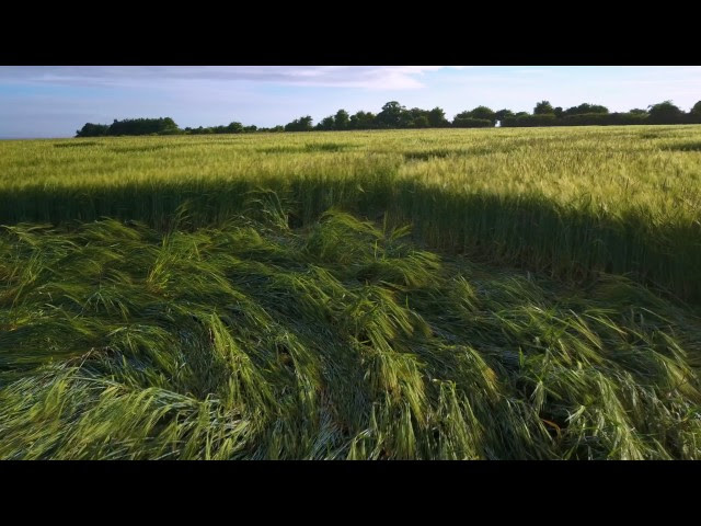 Crop Circle ~ Uffington CROPCIRCLE 4.6.2017 4k60p  Sddefault