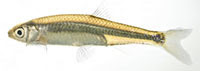 Emerald shiner