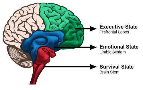 Brain sections Executive State (Prefrontal lobes) Emotional State (Limbic System) and Survival State (Brain stem)