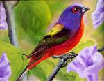 Painted Bunting - Posted on Sunday, November 23, 2014 by Charlotte Lough