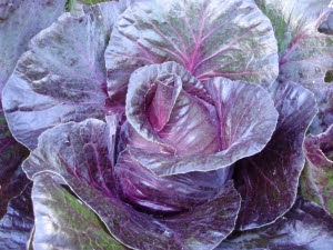 Cabbage 'Kalibos' Cabbage 'Kalibos'