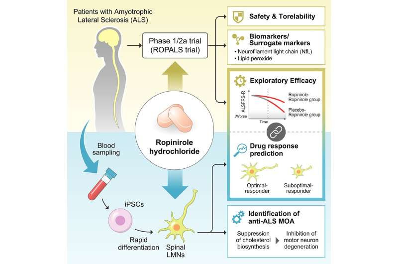 Parkinson's disease drug ropinirole safely slowed the progression of ALS for over 6 months in a clinical trial