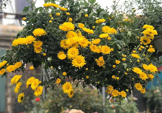 Hoa cúc dài 2 mét, hàng vạn bông rực vàng phủ kín 4 tầng nhà - Ảnh 1. Hoa cúc dài 2 mét, hàng vạn bông rực vàng phủ kín 4 tầng nhà - Ảnh 1.