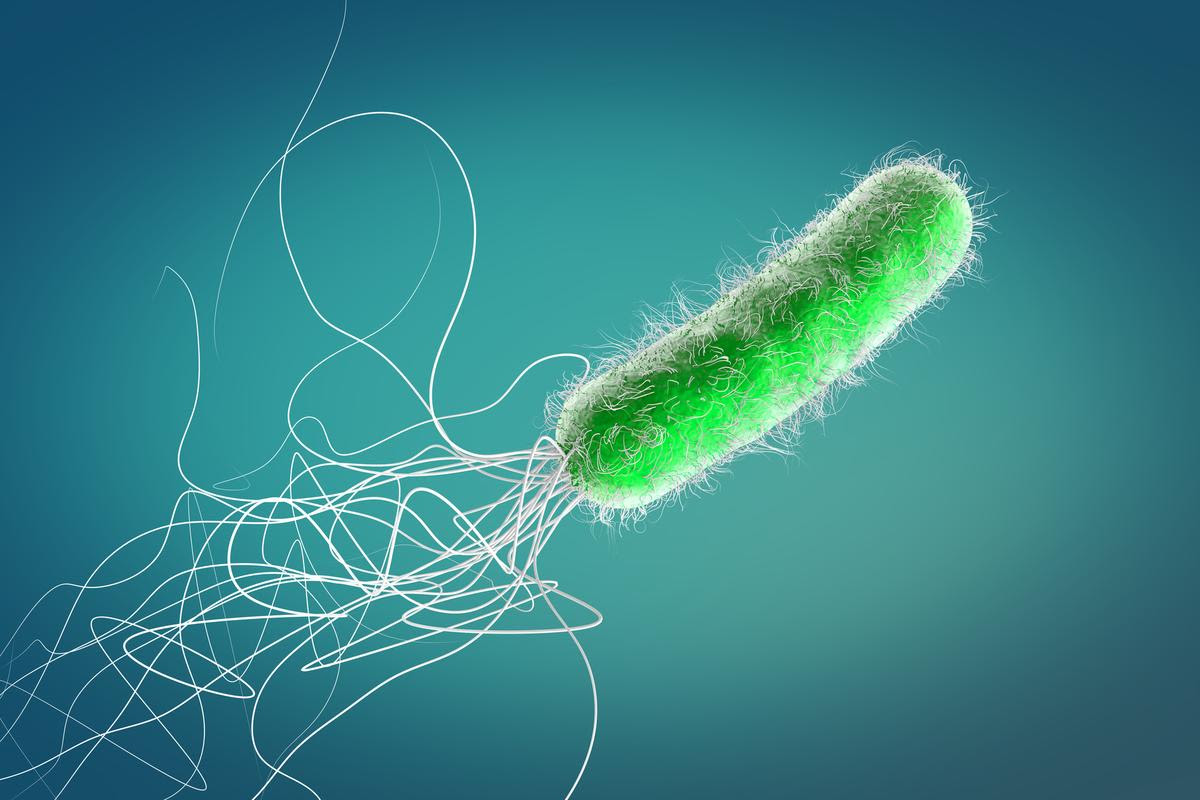 An artist's impression of the bacteria Pseudomonas aeruginosa, which produces a toxin that's been found to target the RNA of competing bacteria