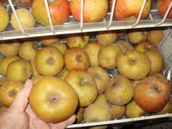 A deliciously crunchy & aromatic Ashmead's Kernal for an after lunch treat - 22.2.17 Ashmead's Kernal in my very effective apple store - a re-purposed old broken freezer!