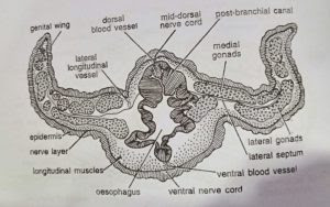 BSc 2nd Year Zoology A Tongue Worm Study Material