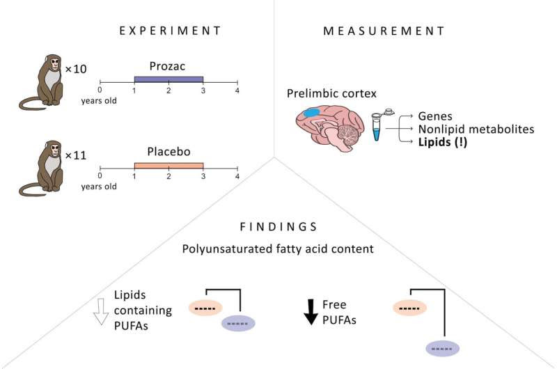 Prozac changes fat composition of the monkey brain