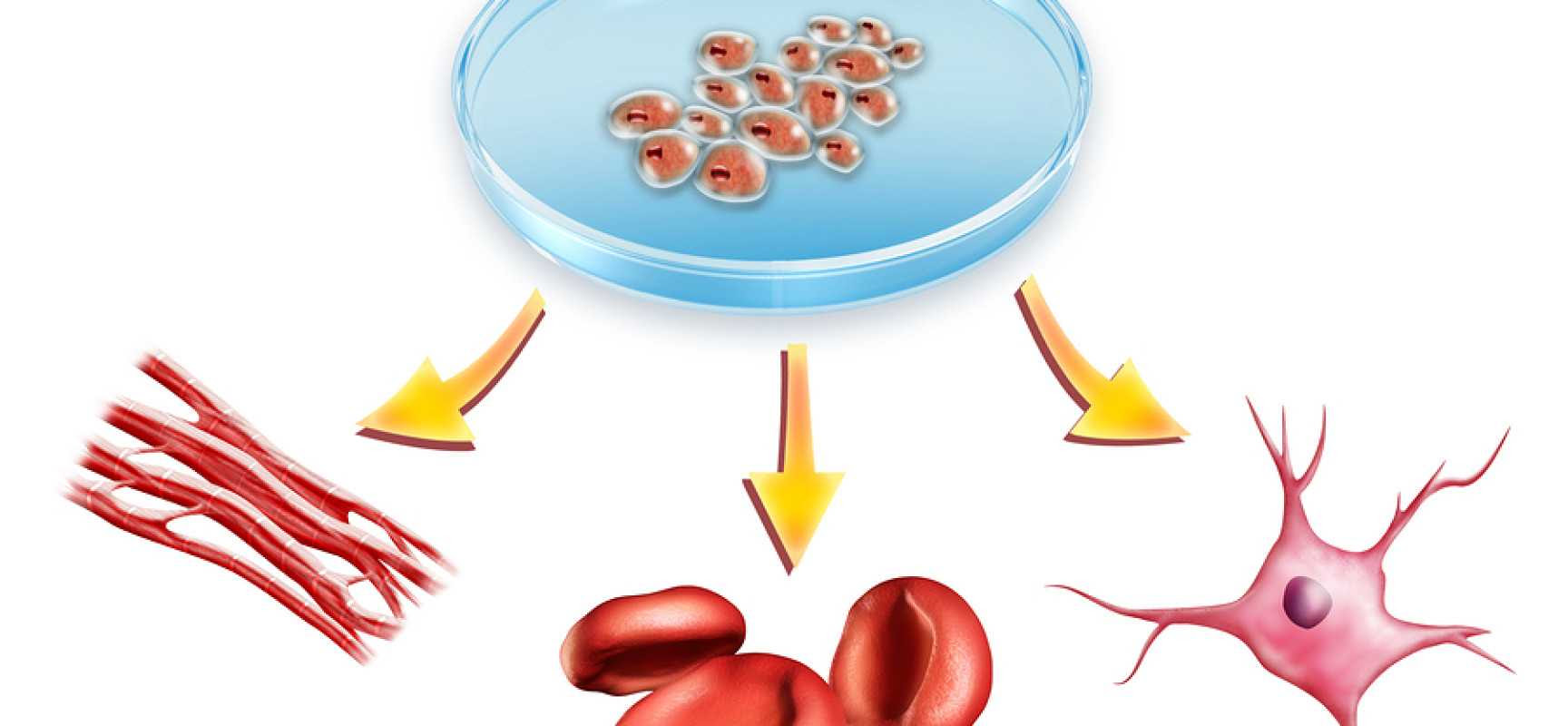 The Latest Benefit of Fasting: Stem Cell Regeneration! The Latest Benefit of Fasting: Stem Cell Regeneration!
