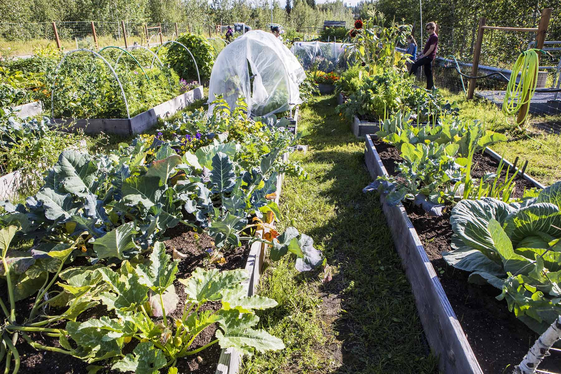 The UAF community garden full of vegetables