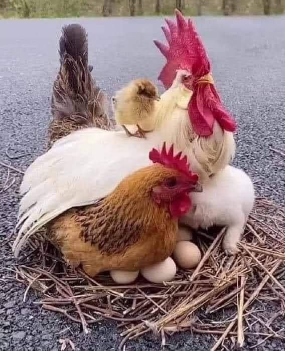 Chicken-Rooster-Chick-Eggs