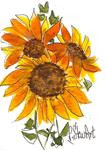 Sunflowers ACEO Illustration Watercolor Pen Painting Original SFA Penny StewArt - Posted on Tuesday, December 9, 2014 by Penny Lee StewArt