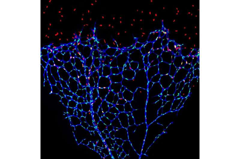 Keep calm! How blood vessels are kept in check