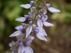 Plectranthus barbatus