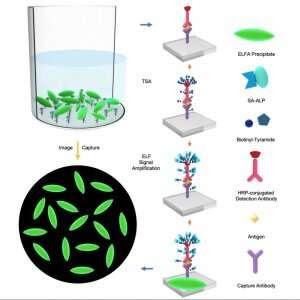 Researcher invents low-abundance biomarker detection platform for early diagnosis