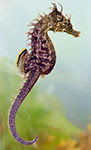 Lined seahorse