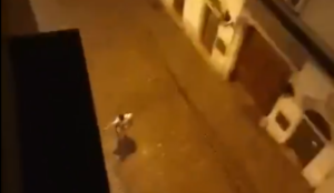 Video: Vienna terrorist fires shots and apparently screams ‘Allah’
