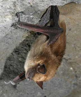 bat hanging upside down in cave