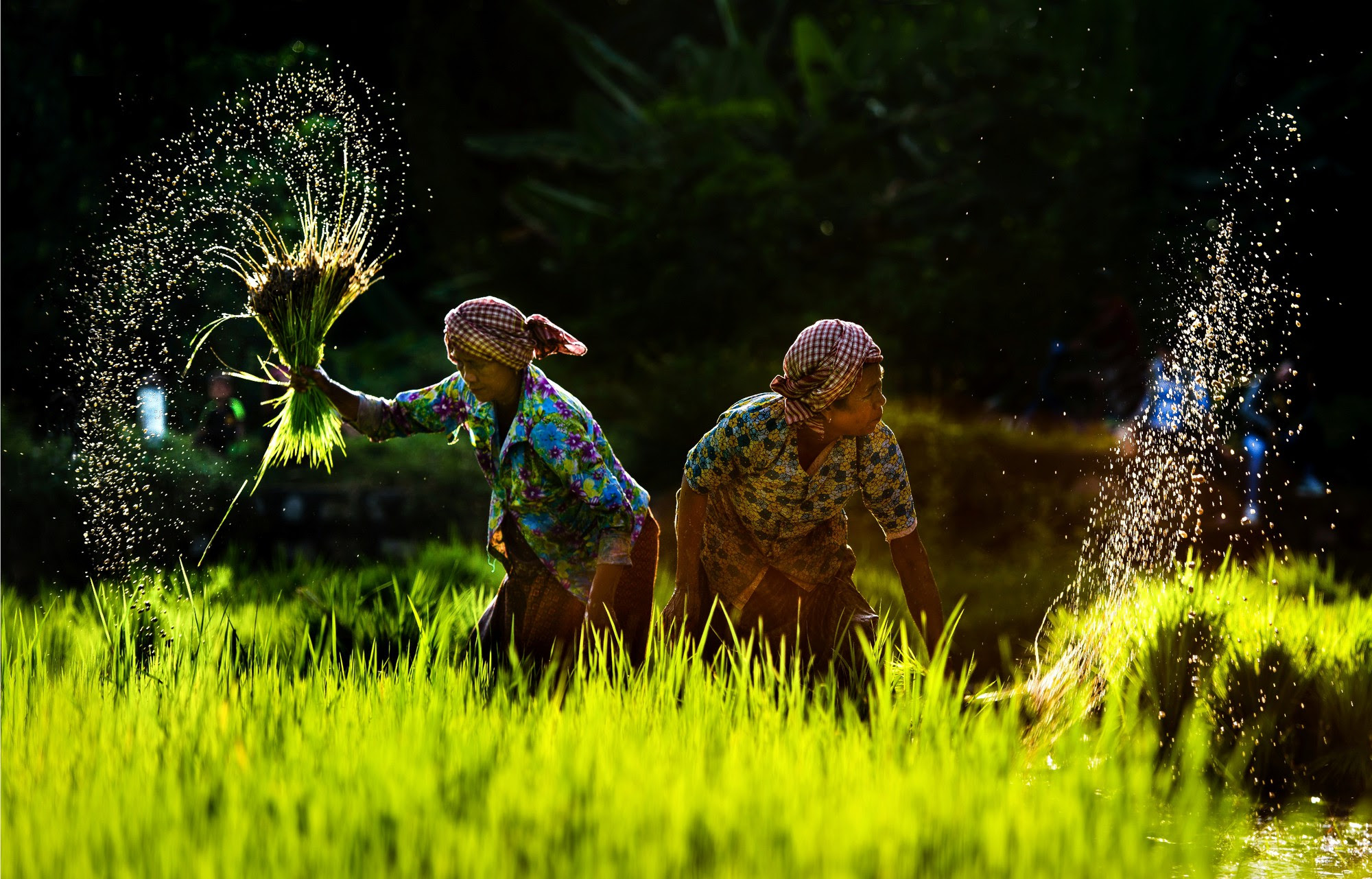 Ngây ngất với thiên nhiên và đời sống người Việt qua ảnh - Ảnh 5.