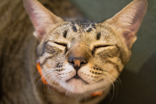 A tabby cat with eyes closed.