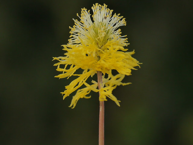 Neptunia oleracea Lour.