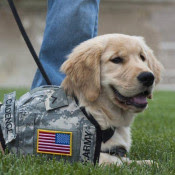 Nonprofit seeks to pair military veterans with rescued dogs