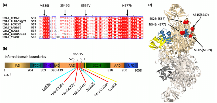 Uba1 conservation domains and modeling of XL SMA mutations a XL SMA variant residues