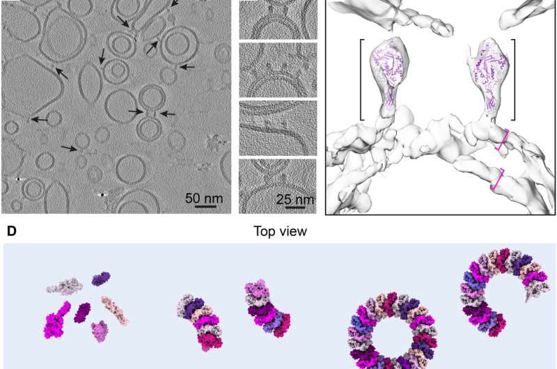 Catching the immune system's killer weapon red-handed