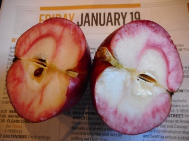 Red Devil apple cut in half Jan 19th