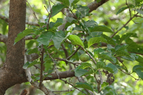 Meyna laxiflora Robyns