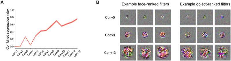 The spontaneous emergence of brain-like functional specialization in neural networks