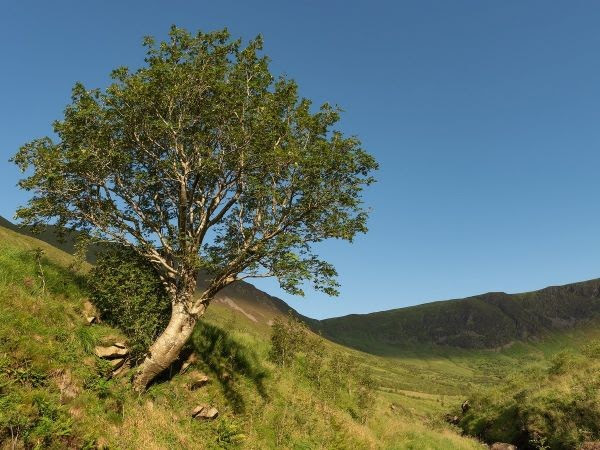 El serbal del valle de Carrifran en Moffet, Escocia, ya no está solitario gracias a la campaña de reforestación que animó hace dos décadas.