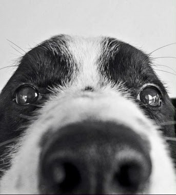 Dog-Nose