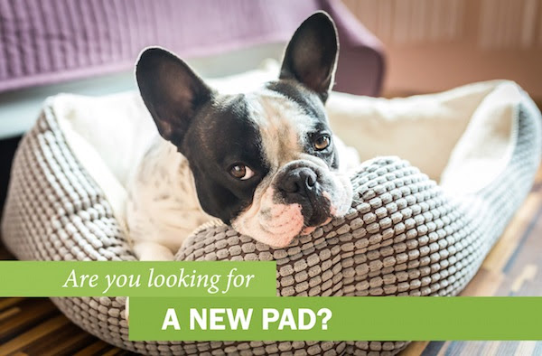 Are you looking for A NEW PAD?
