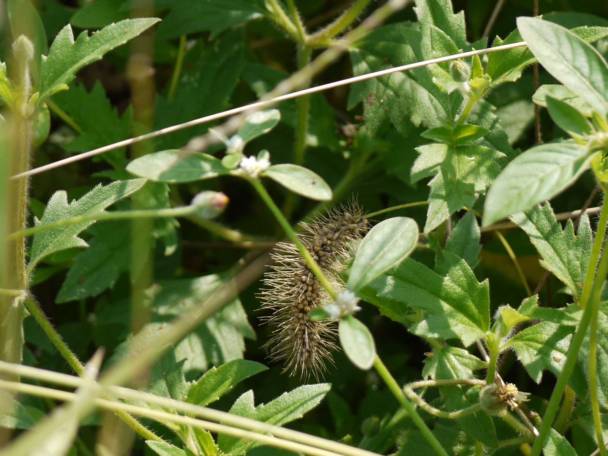 Setaria sp. ... FOR ID