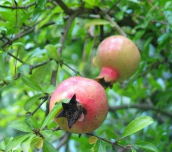 Những tác dụng không ngờ của quả lựu - 4 Những tác dụng không ngờ của quả lựu - 4