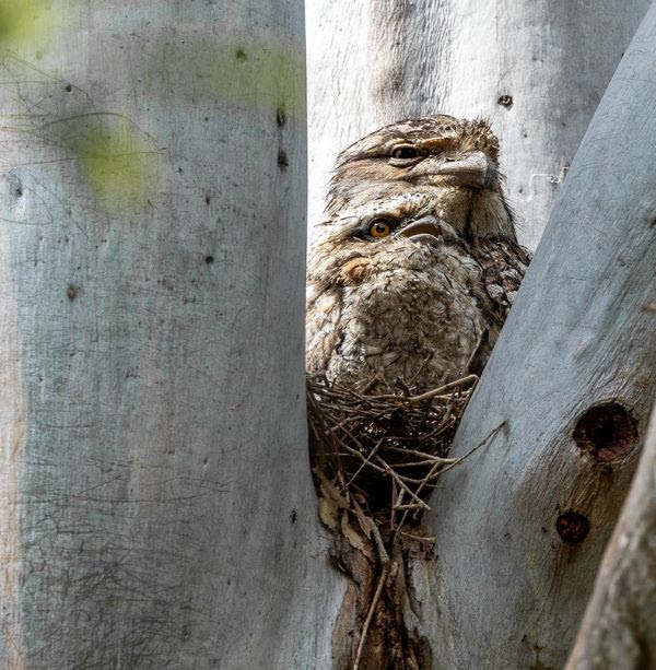Tawny Frogmouth and chick huddled together in a nest in the crook of a branch