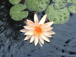 lotus GIF