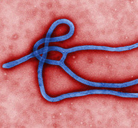 Ebola