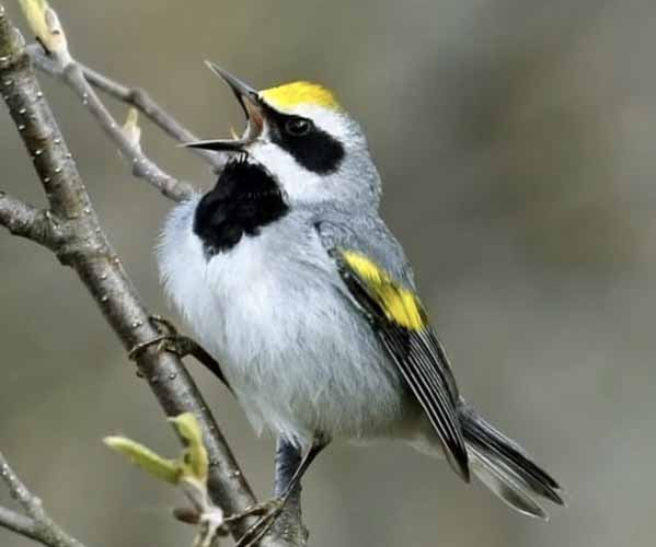 Aves De Alas Doradas