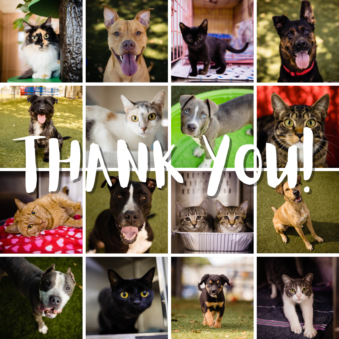 A collage of cats and dogs with the words Thank You 